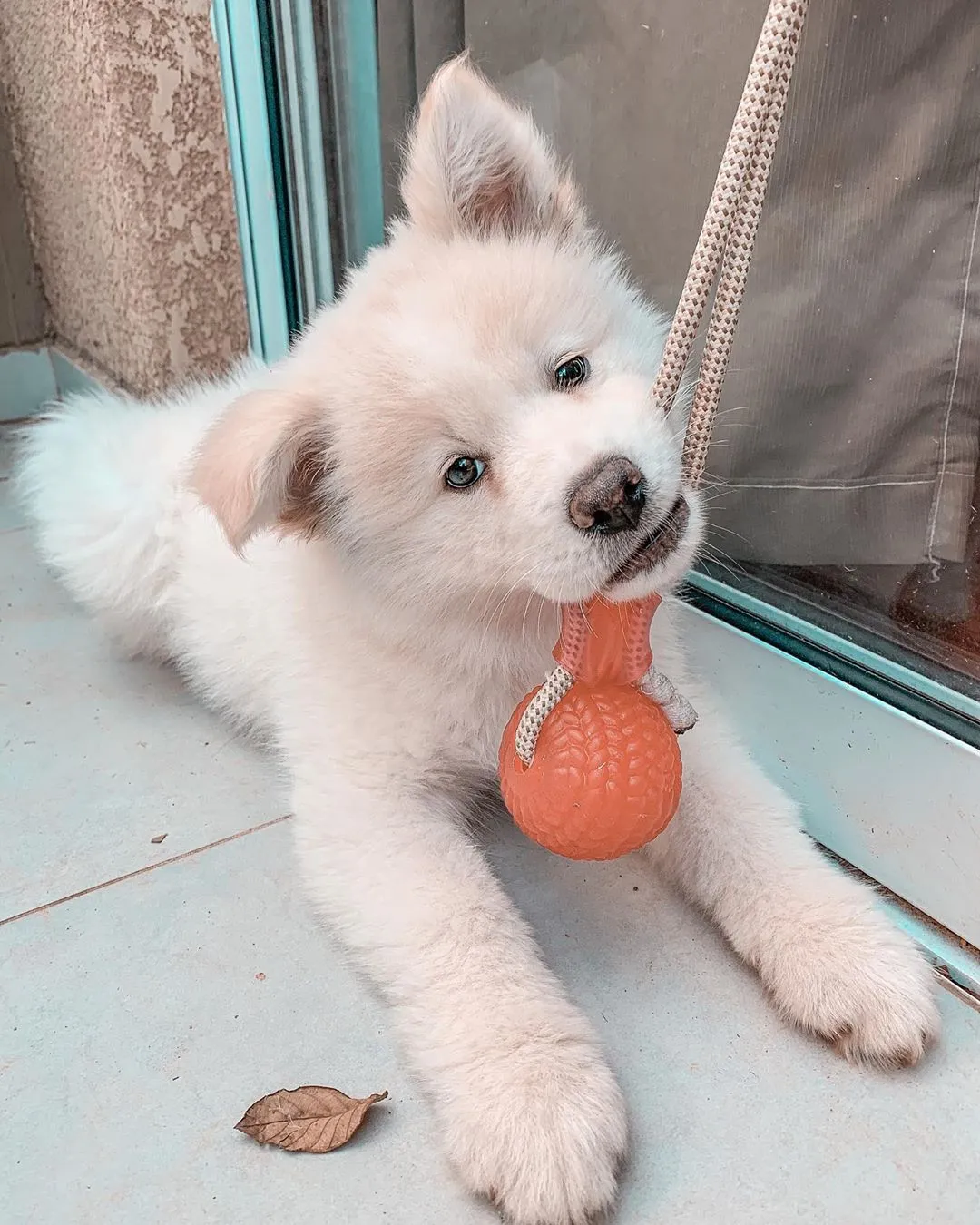 Akita