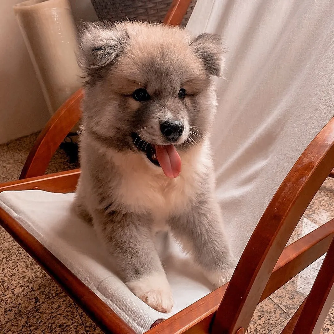 Bruno