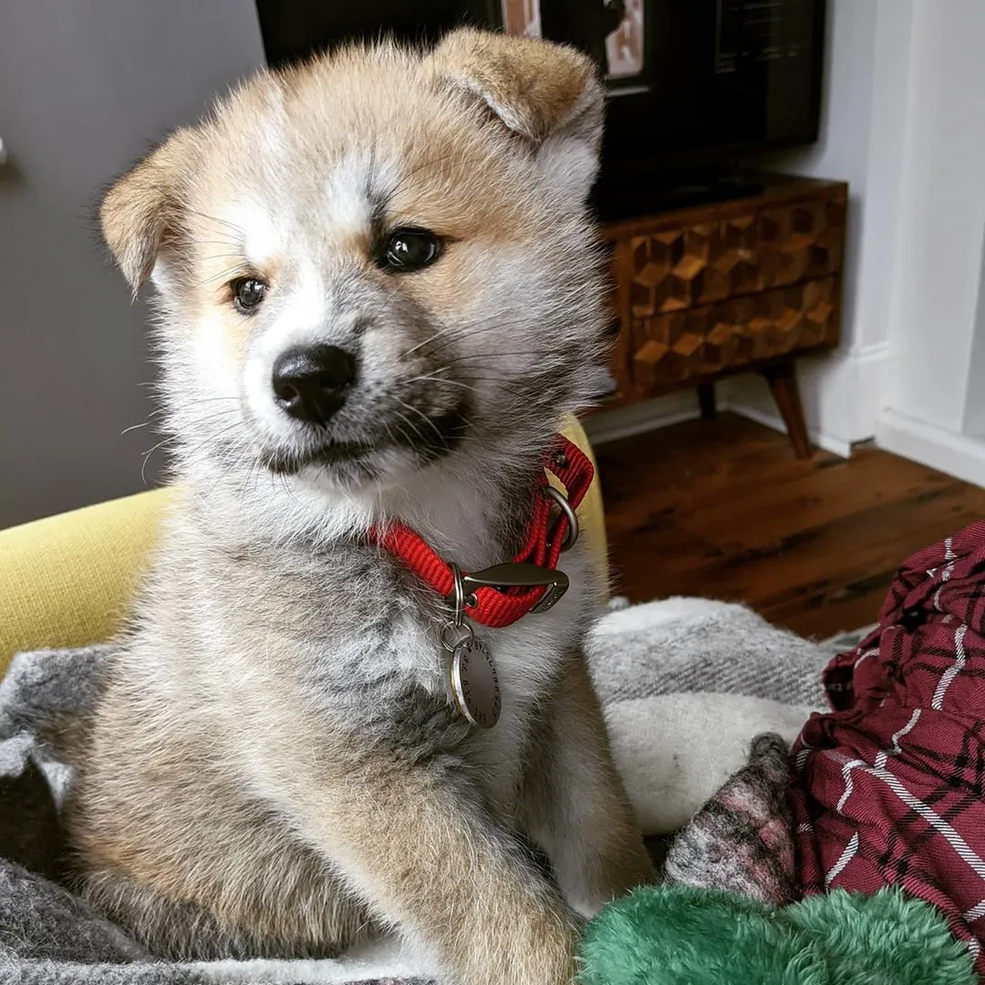 Milo