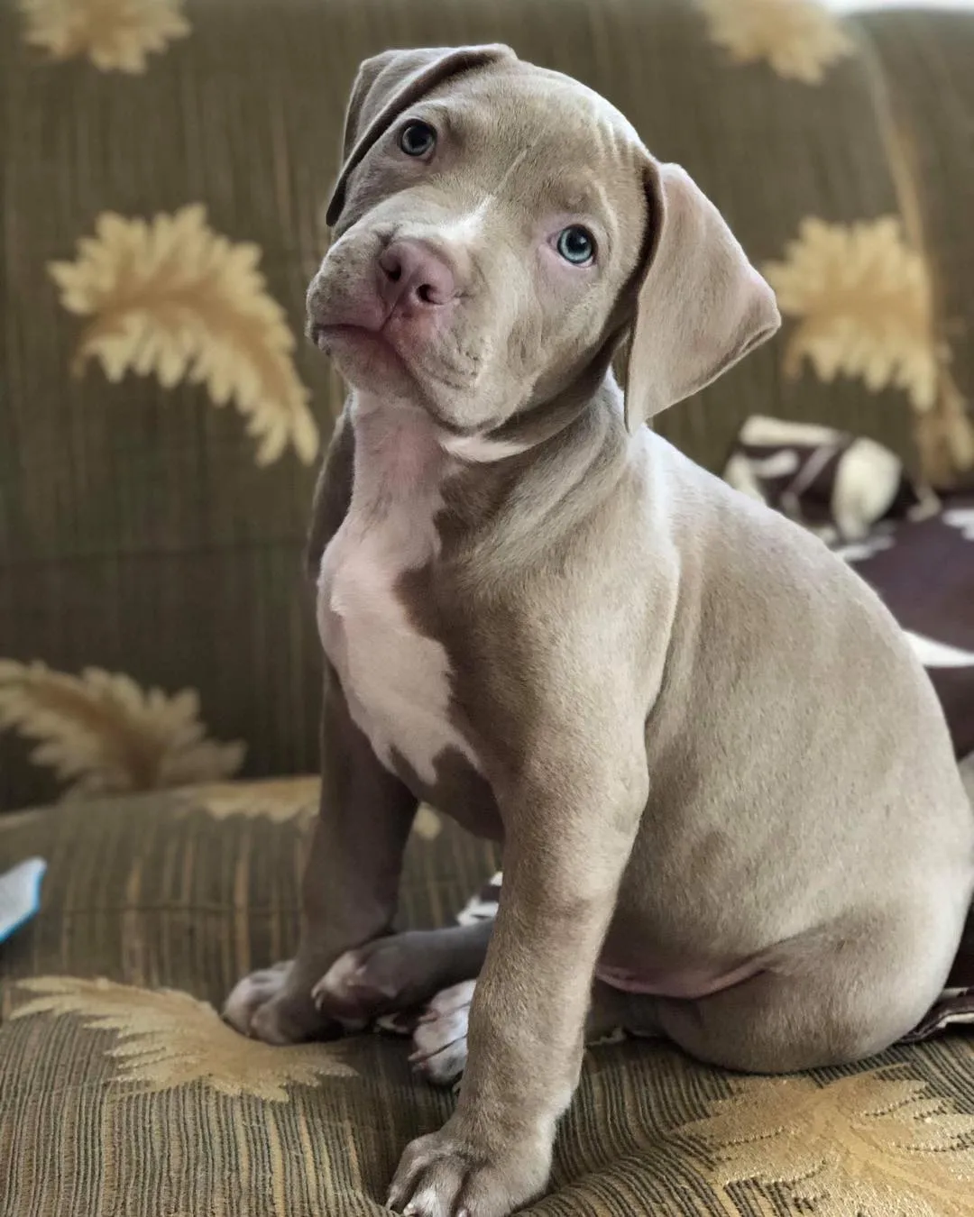 American Pitbull