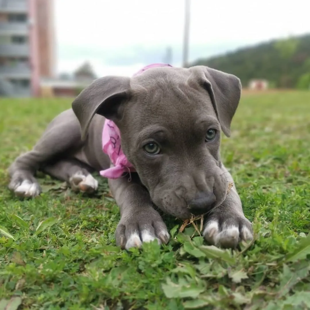 Ella