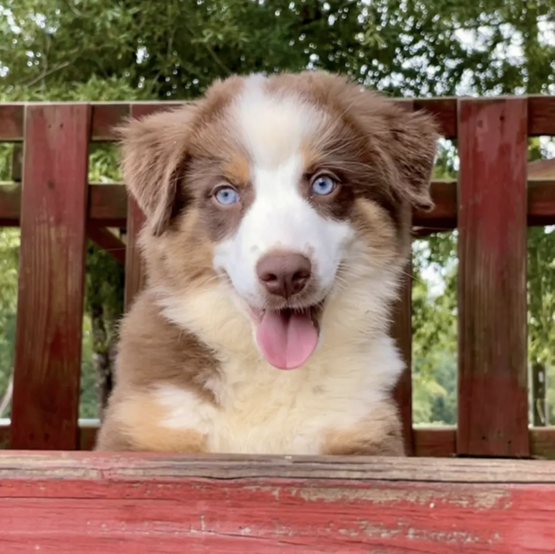 Piper