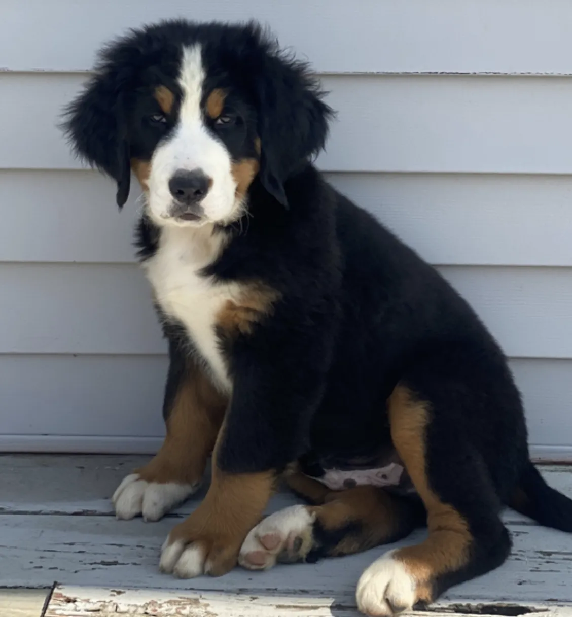 Berner Sennenhund