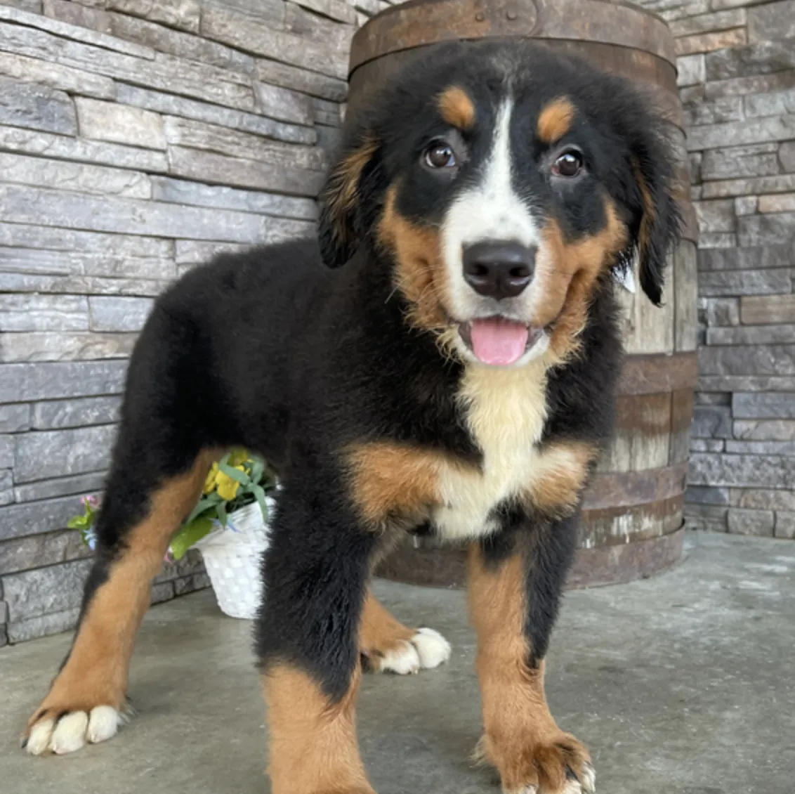 Cora