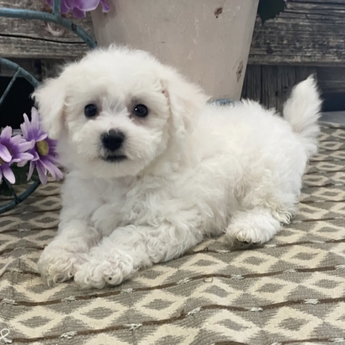Ted