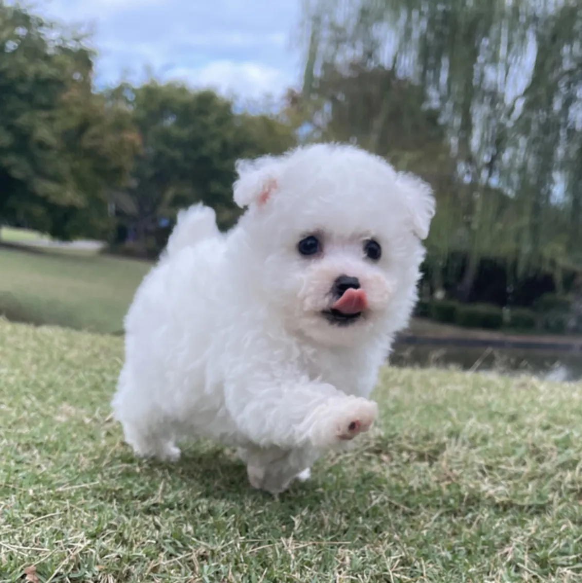 Teddy
