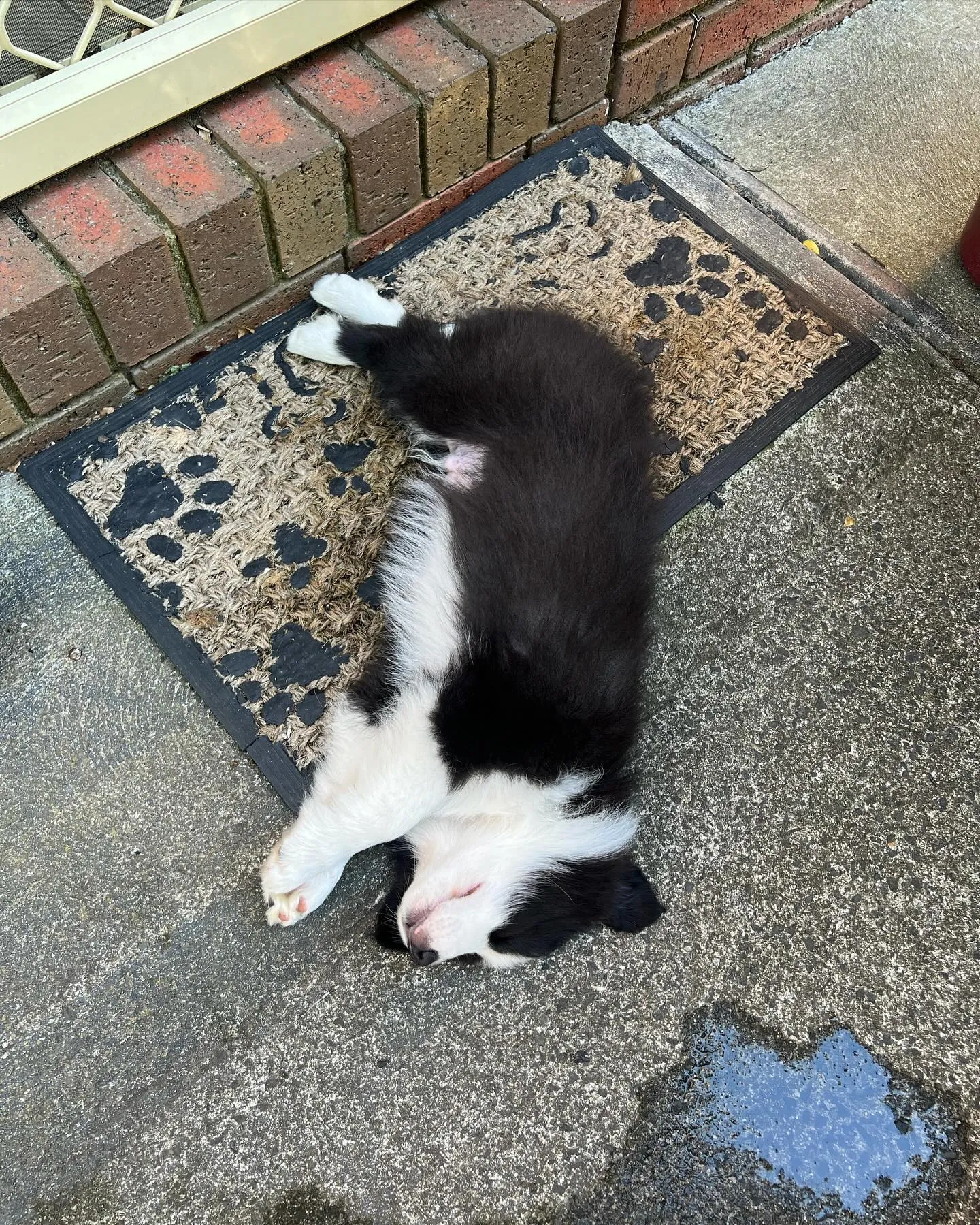 Border Collie