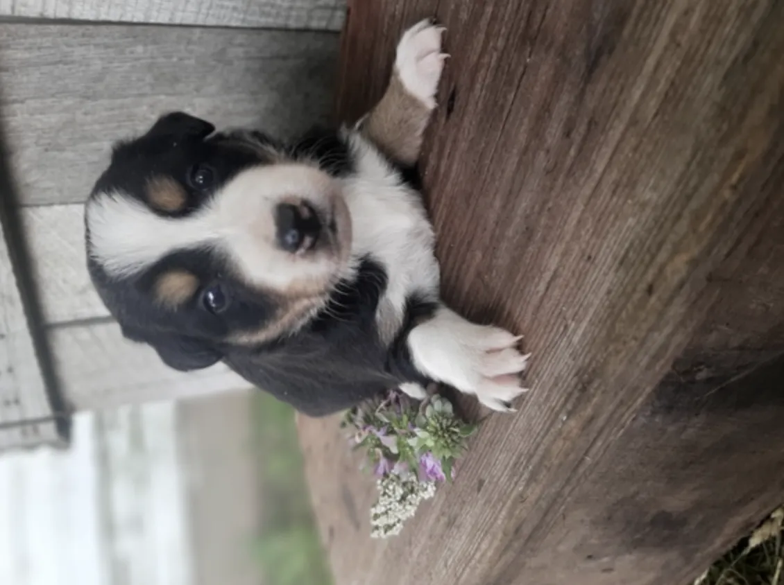 Niki