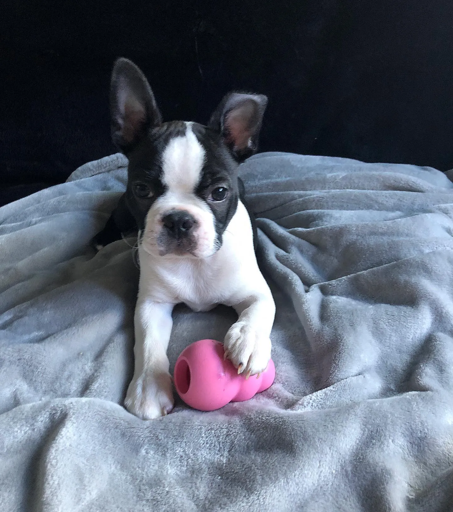 Boston Terrier