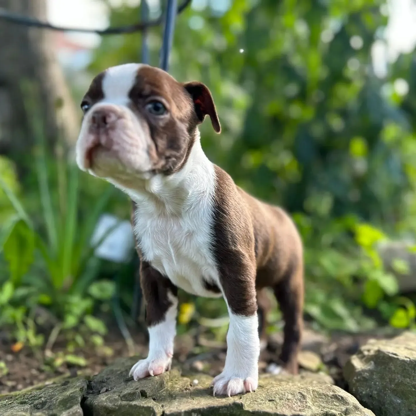 Pooche