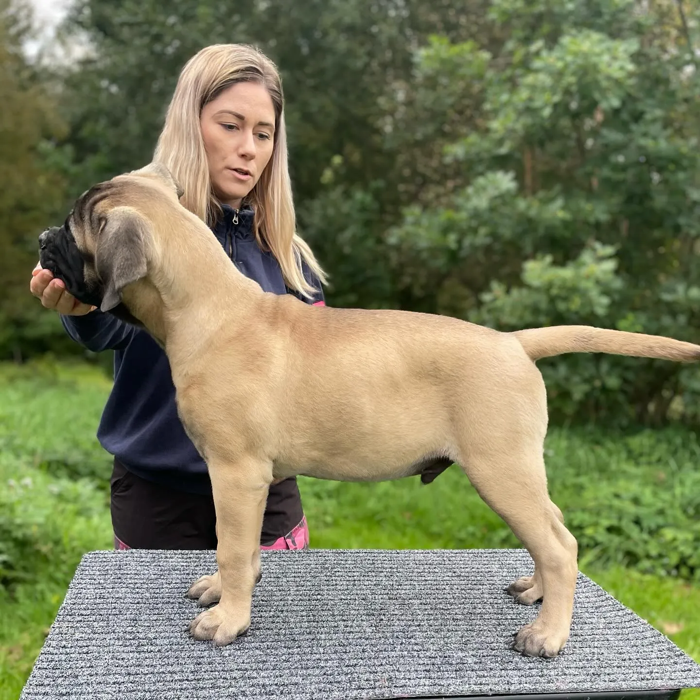 Bullmastiff