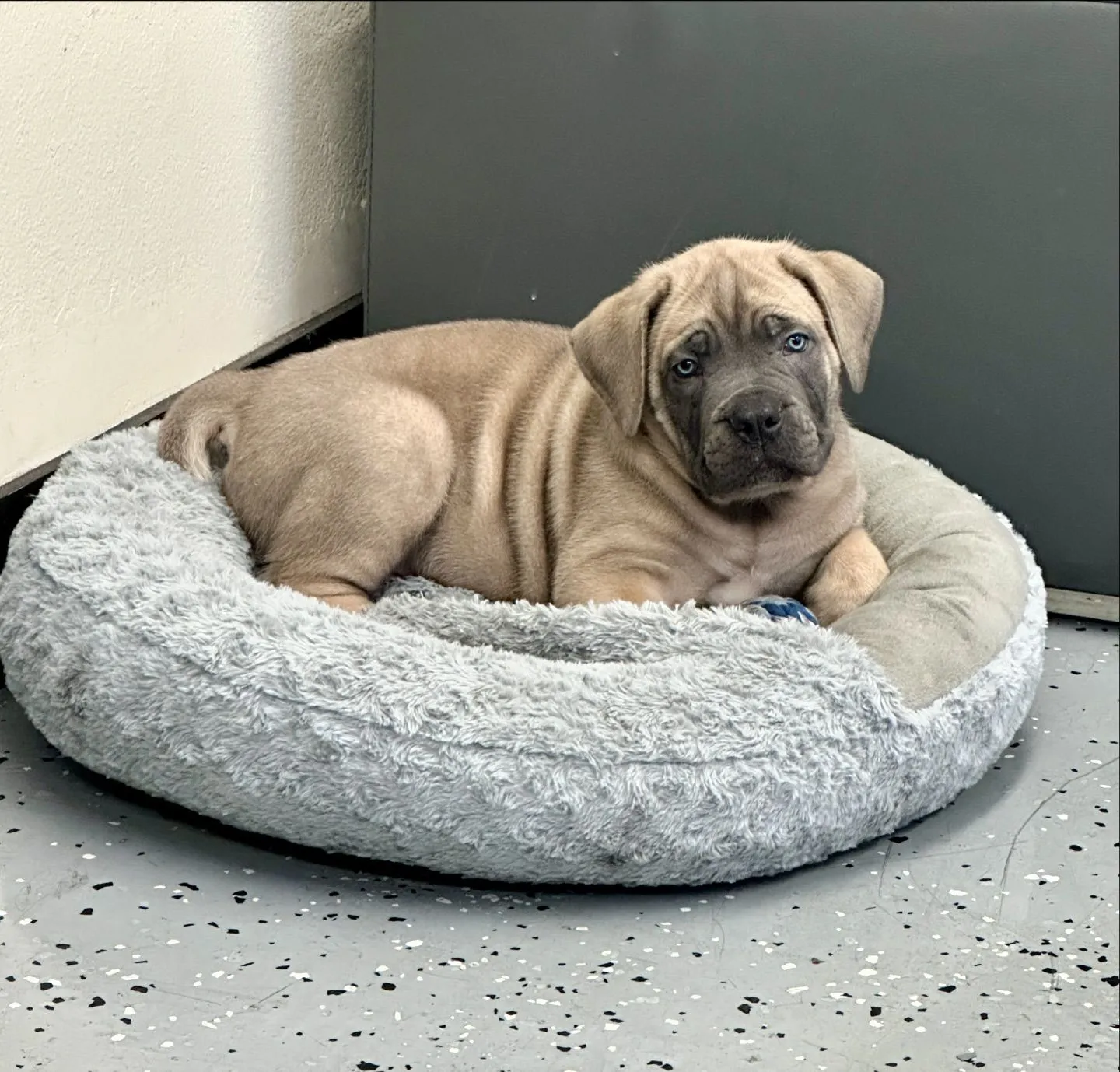 Leo