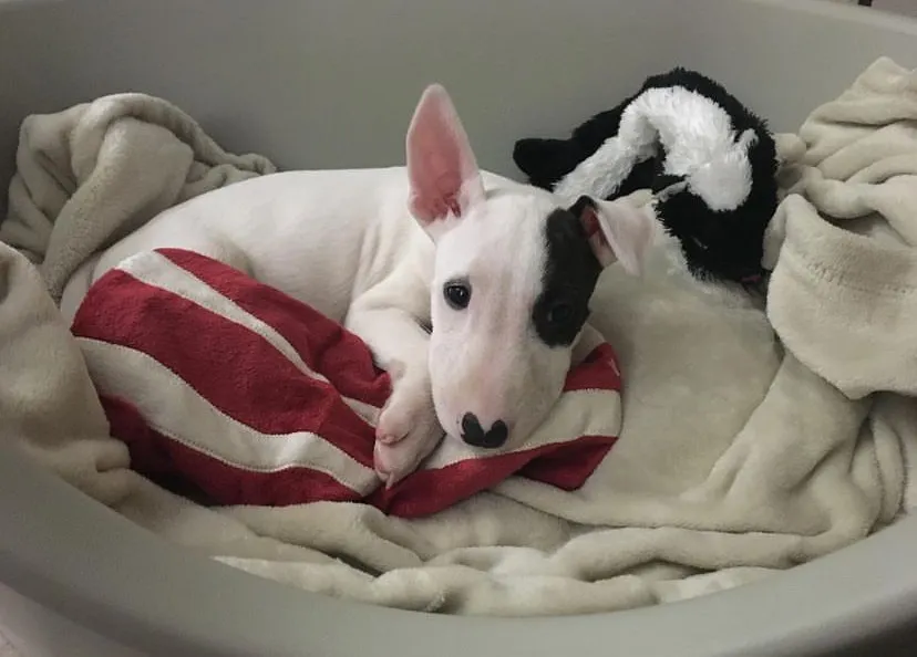 Bull Terrier