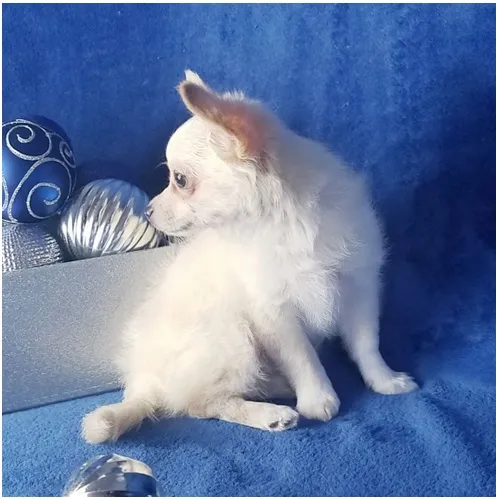 Chihuahua