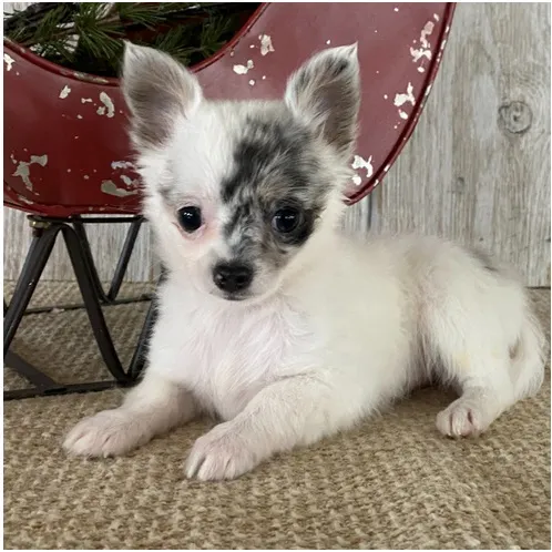 Tina