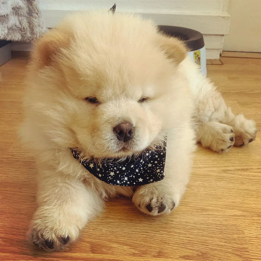Chow Chow