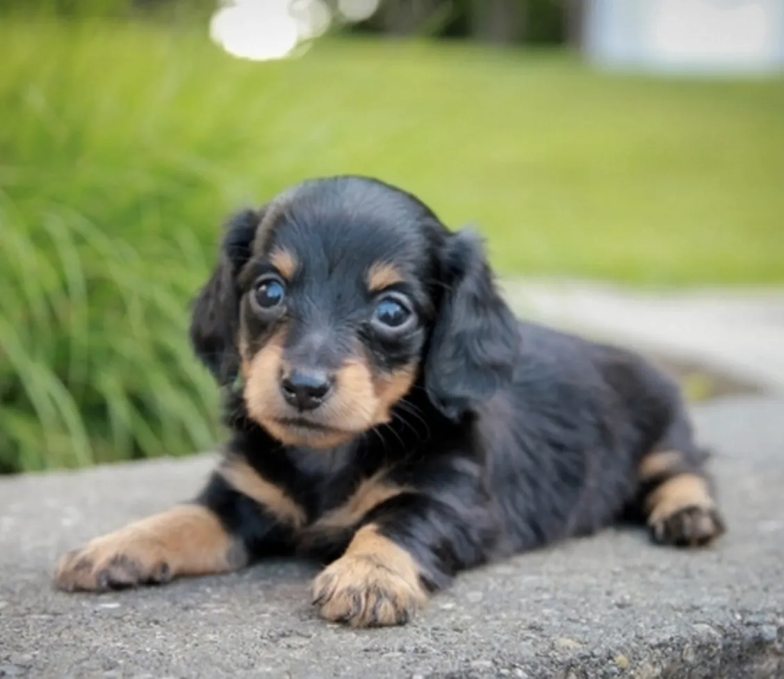 Merlin