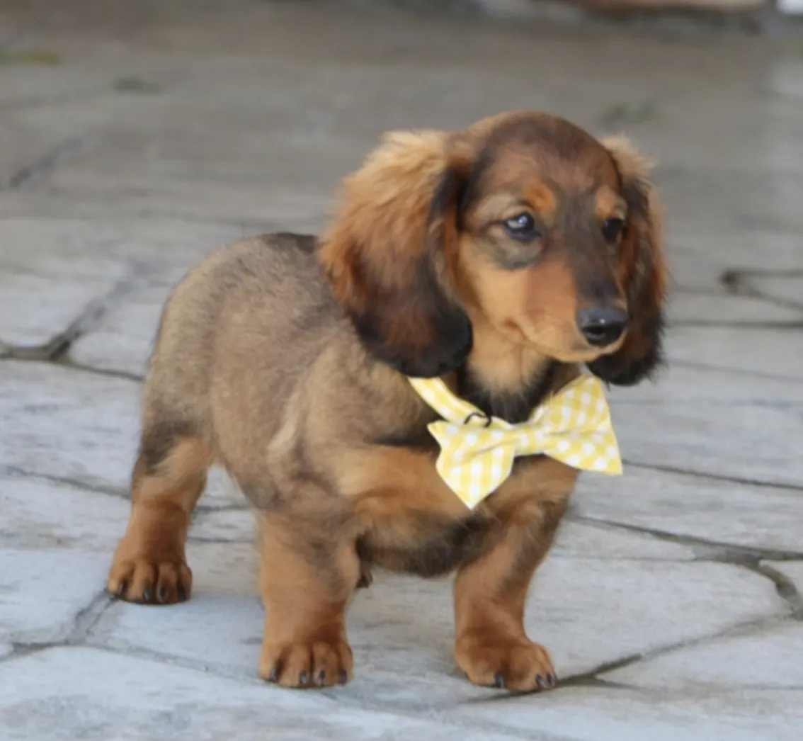 Milo