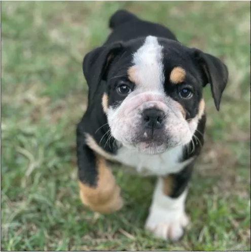 Mateo