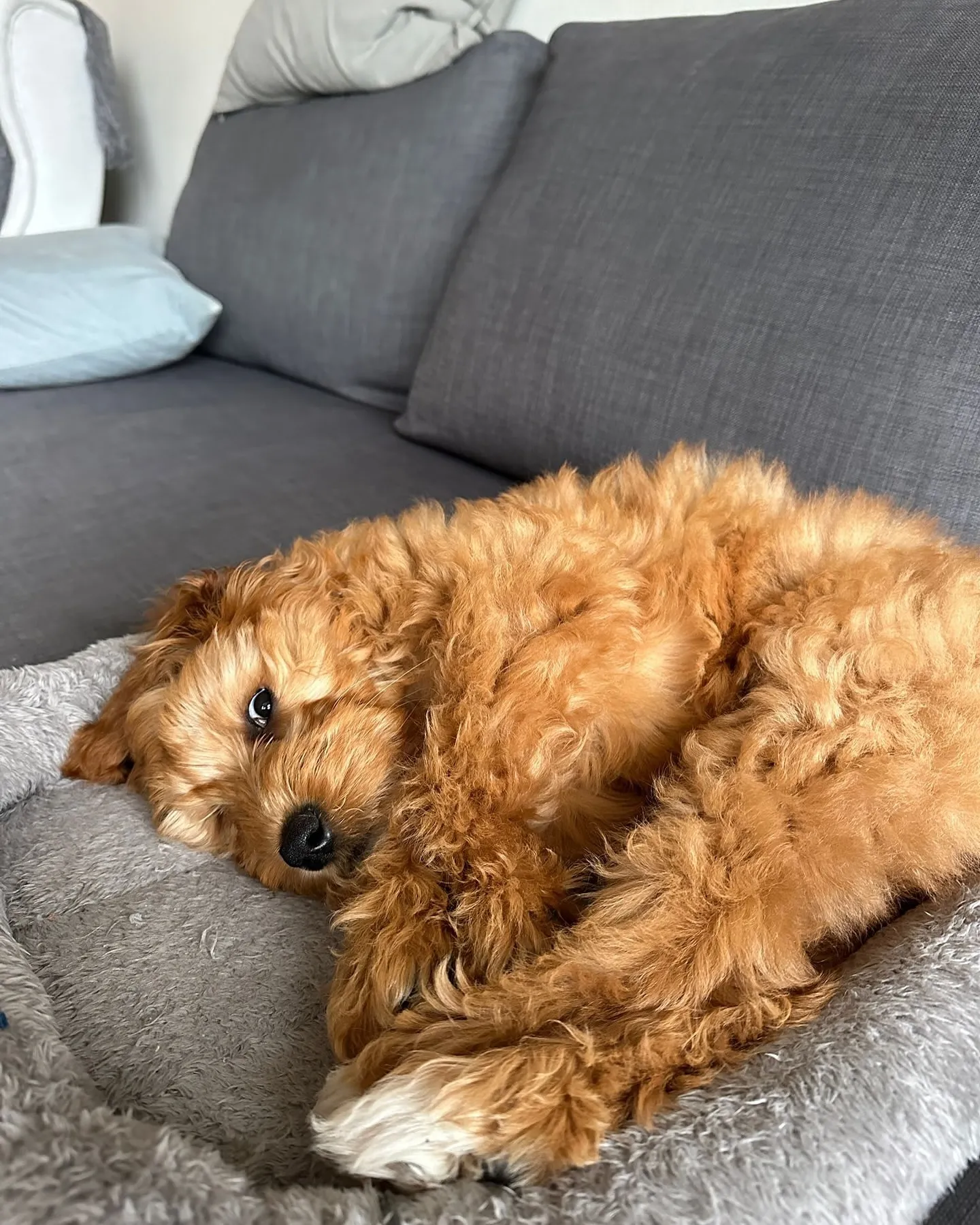Golden Doodle Welpe
