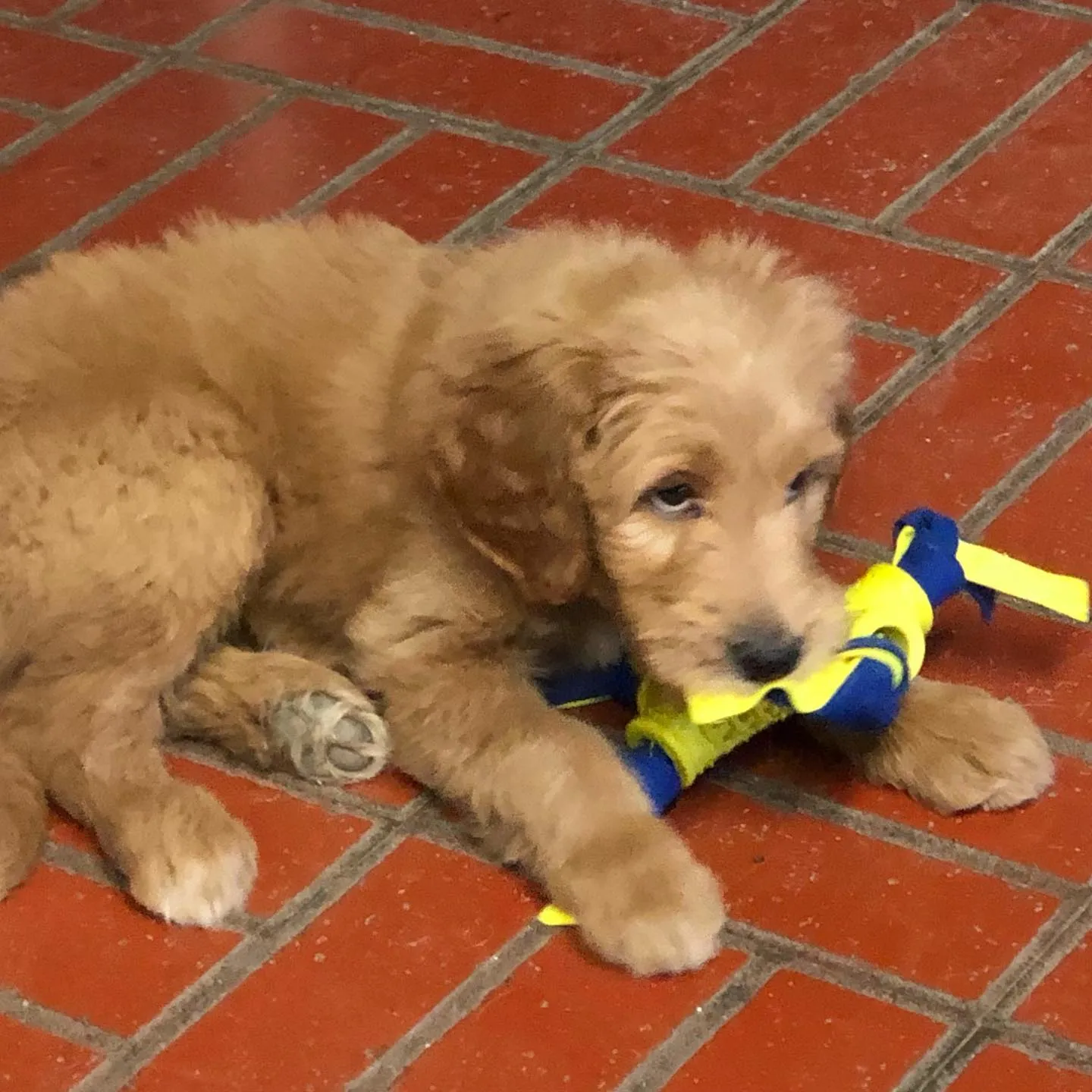 Harper