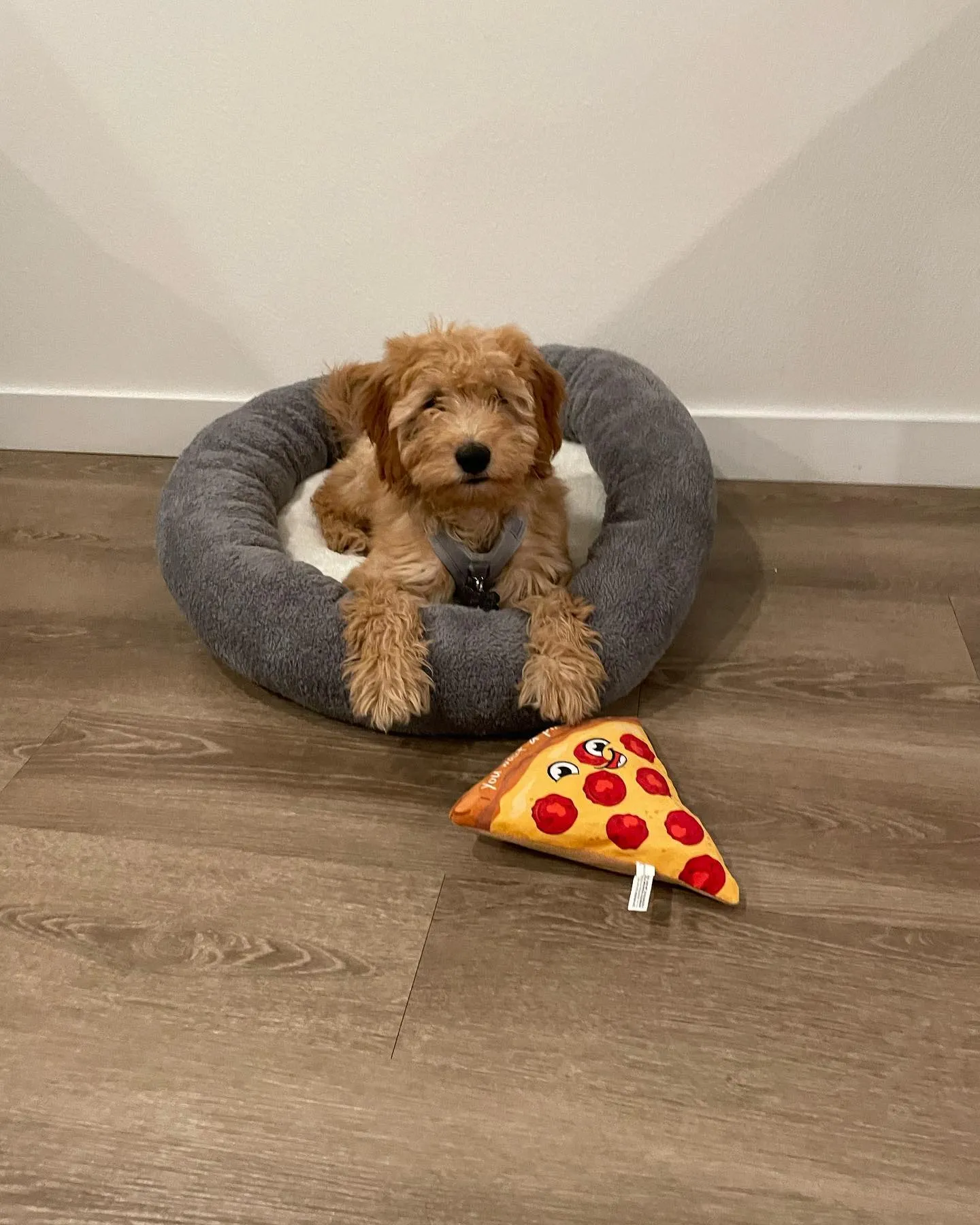 Simba