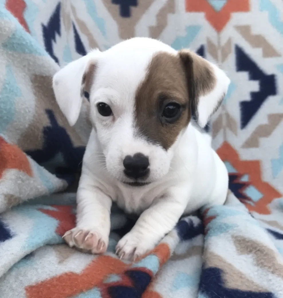 Jack Russell Terrier