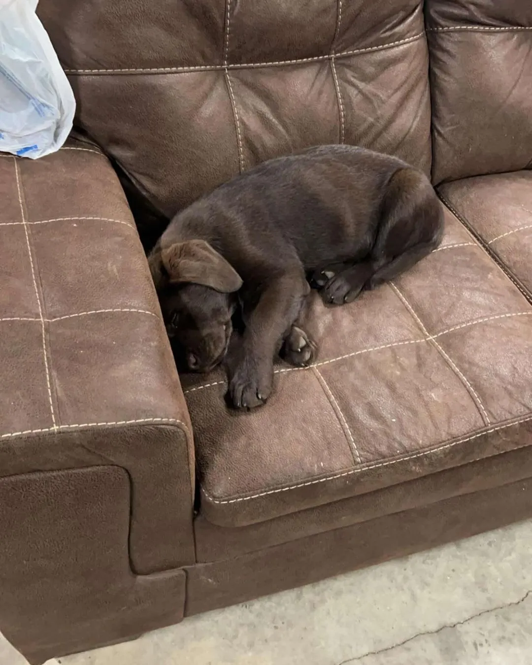 Labrador