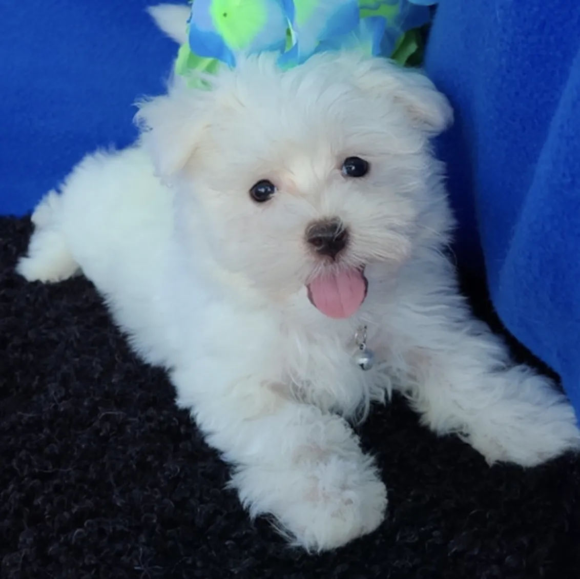 Toby