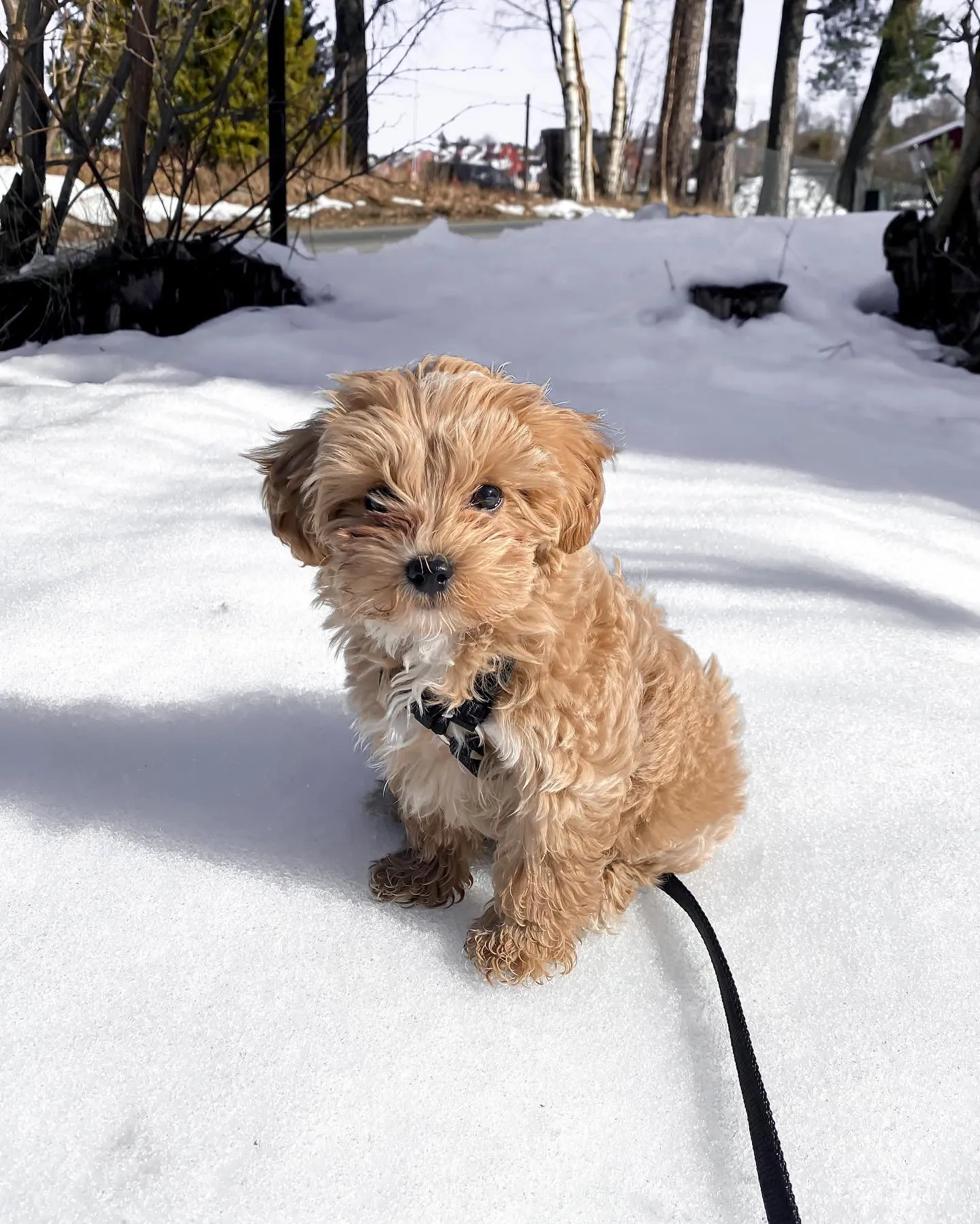 Maltipoo Welpe