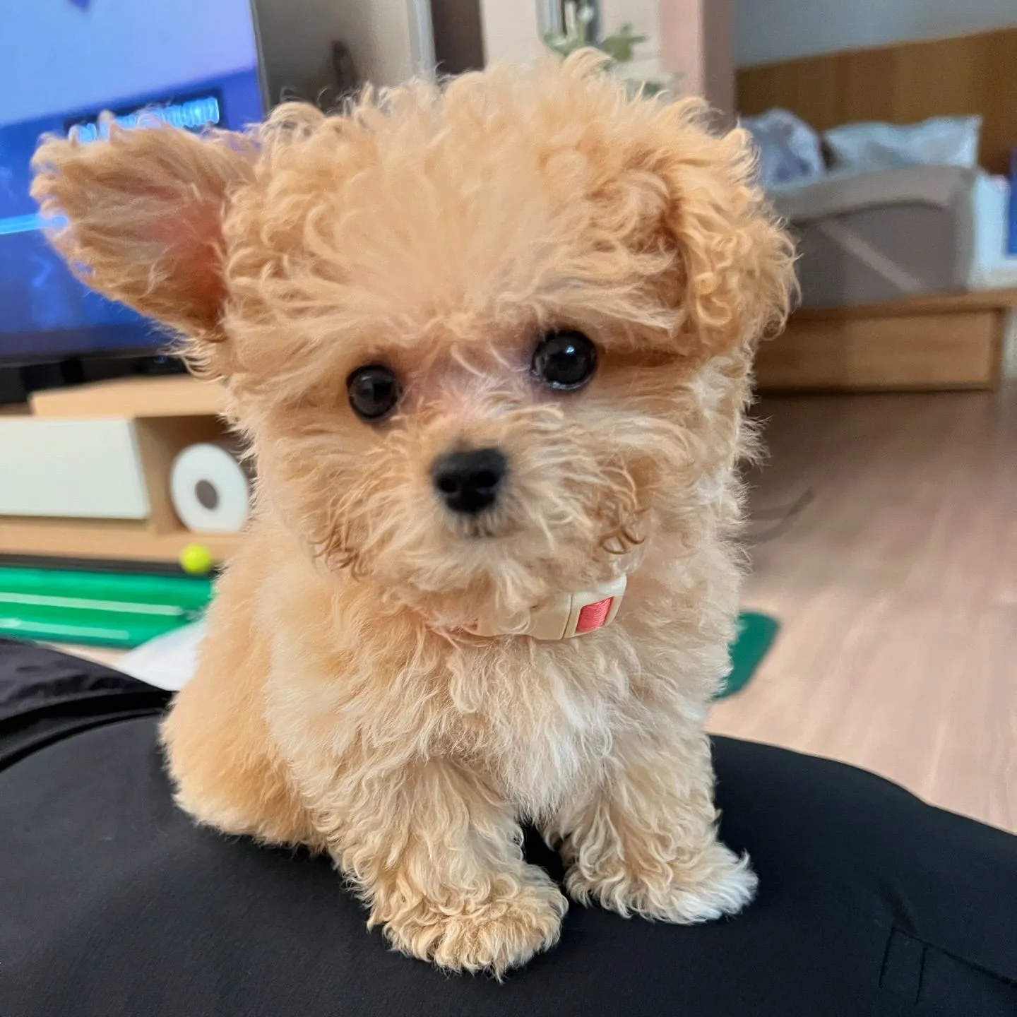 Entzückender Maltipoo Welpe