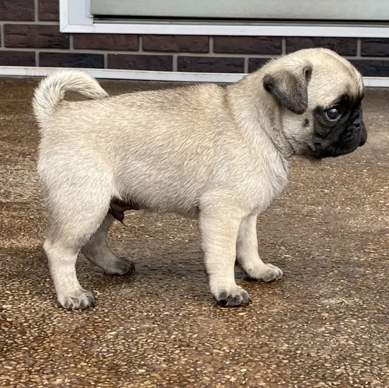 Mops