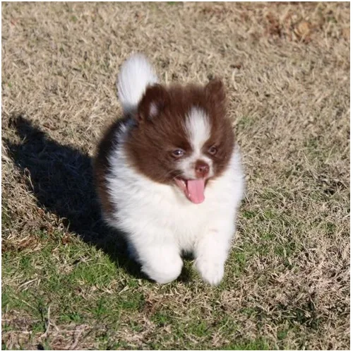 Pomeranian Welpe