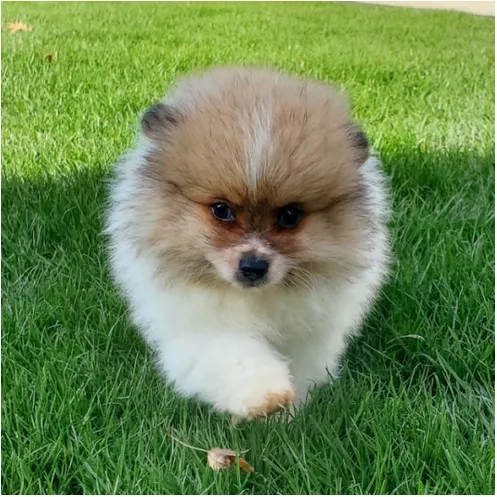 Banjo