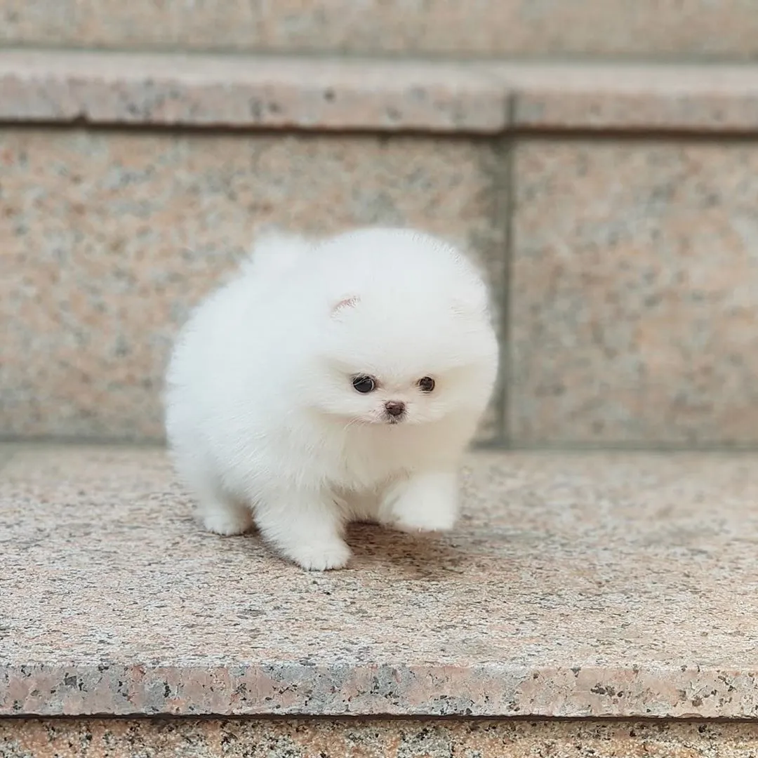 Bao
