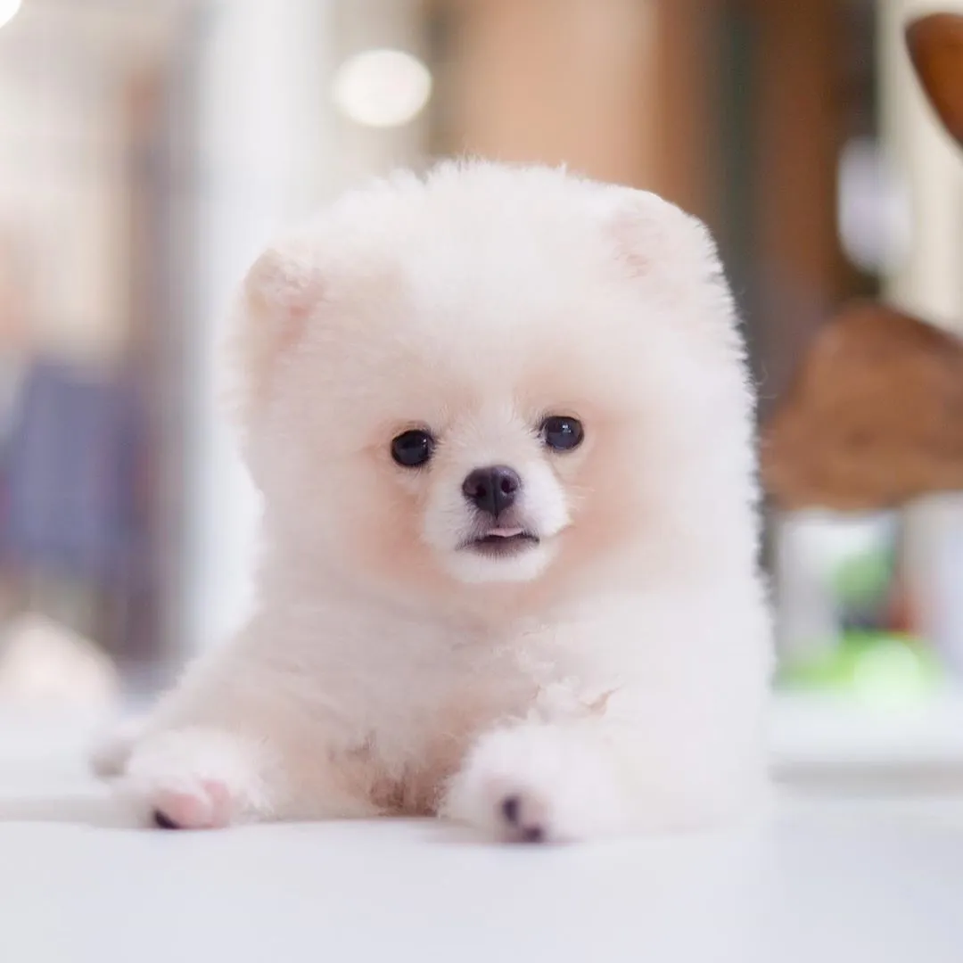 Milo