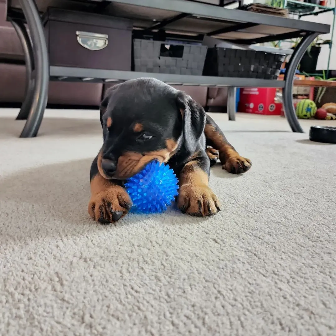 Rottweiler